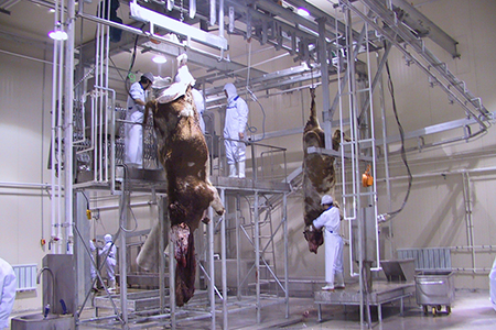 Matadouro para bovinos para a Wagyu Beef Factory 