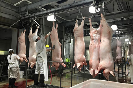 Processamento de carne suína para Chaishan Foods 