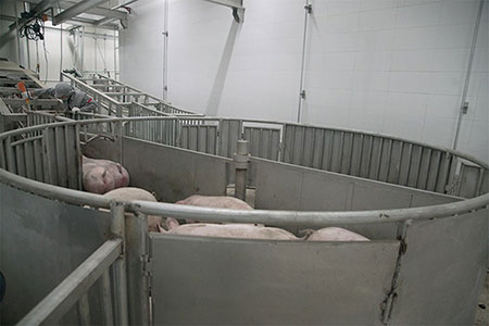 Manejo de pré-abate de suínos